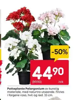 Rusta Potteplante Pelargonium tilbud