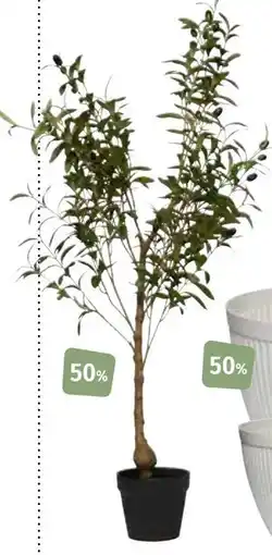 Nille Oliventre, 120cm tilbud