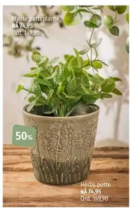 Nille Herbs potte tilbud