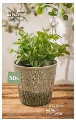 Nille Mynte potteplante tilbud