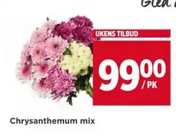 Meny Chrysanthemum mix tilbud