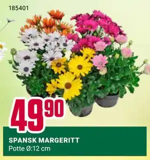 Europris SPANSK MARGERITT tilbud