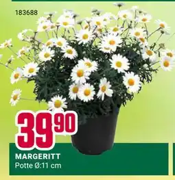 Europris MARGERITT tilbud