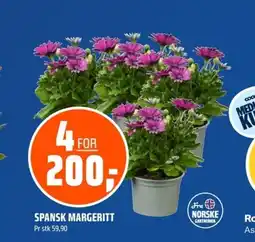 Coop Obs Spansk margeritt tilbud