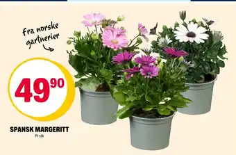 Coop Extra Spansk margeritt tilbud