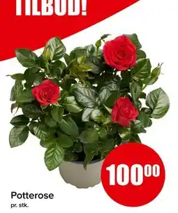 Spar Potterose tilbud