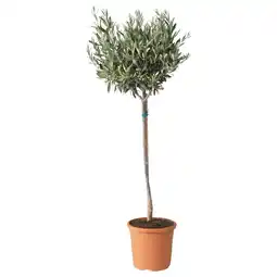 IKEA Olea europaea Potteplante, Oliventre/stamme, 22 cm tilbud