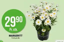 Kiwi MARGERITT tilbud