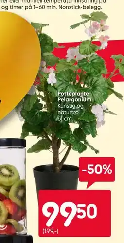 Rusta Potteplante Pelargonium tilbud