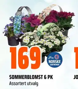 Obs Bygg SOMMERBLOMST 6 PK tilbud