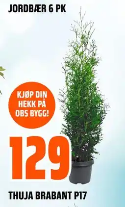 Obs Bygg THUJA BRABANT P17 tilbud