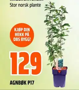 Obs Bygg AGNBØK P17 tilbud