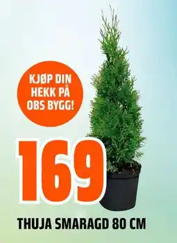 Obs Bygg THUJA SMARAGD 80 CM tilbud