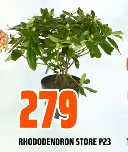Obs Bygg RHODODENDRON STORE P23 tilbud