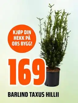 Obs Bygg BARLIND TAXUS HILLII tilbud
