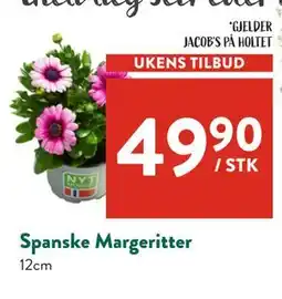 Jacobs Spanske Margeritter tilbud