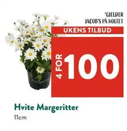 Jacobs Hvite Margeritter tilbud
