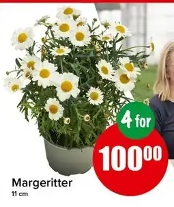 Spar Margeritter tilbud