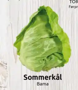Joker Sommerkål tilbud