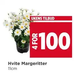 Meny Hvite Margeritter tilbud