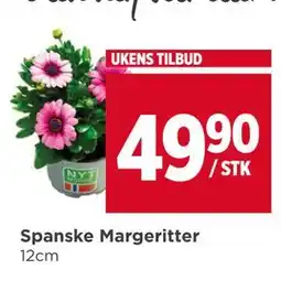 Meny Spanske Margeritter tilbud