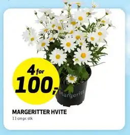 Bunnpris MARGERITTER HVITE tilbud
