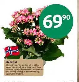 Joker Stelletips tilbud