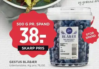 Gestus blåbær