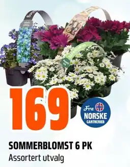 Coop Obs Sommerblomst 6 pk tilbud