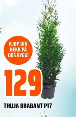 Coop Obs Thuja brabant P17 tilbud