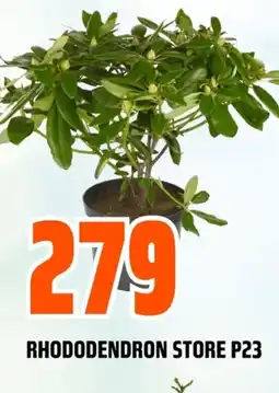 Coop Obs Rhododendron store P23 tilbud