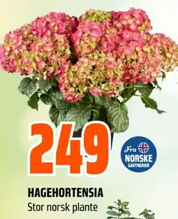 Coop Obs Hagehortensia tilbud