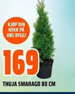 Coop Obs Thuja smaragd tilbud