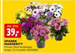 jem & fix SPANSK MARGERITT tilbud