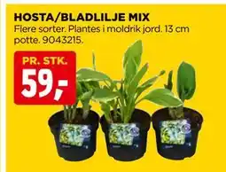jem & fix HOSTA/BLADLILJE MIX tilbud