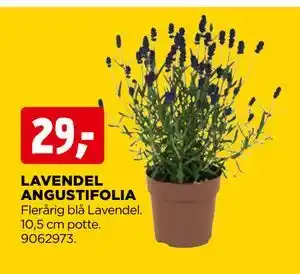 jem & fix LAVENDEL ANGUSTIFOLIA tilbud