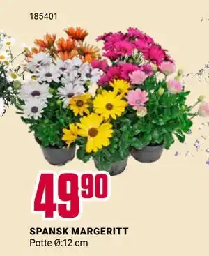 Europris SPANSK MARGERITT tilbud