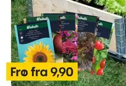 Rusta Frø tilbud