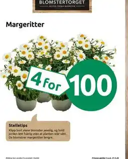 Joker Margeritter tilbud