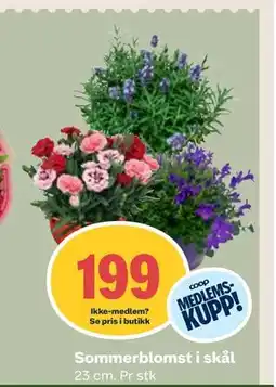 Coop Mega Sommerblomst i skål, Medlemspris tilbud