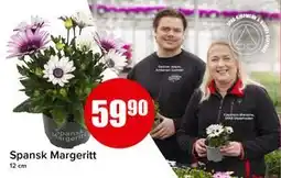 Spar Spansk Margeritt tilbud