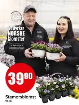 Spar Stemorsblomst tilbud