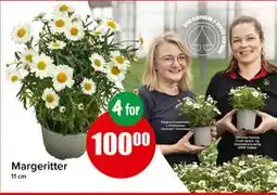 Spar Margeritter tilbud