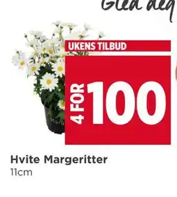 Meny Hvite Margeritter tilbud