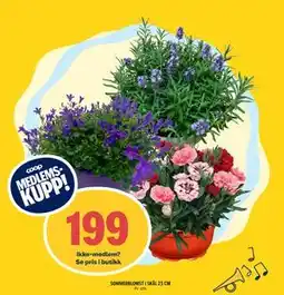 Coop Prix SOMMERBLOMST I SKÅL 23 CM, Medlemspris tilbud