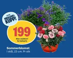 Coop Obs Sommerblomst, Medlemspris tilbud