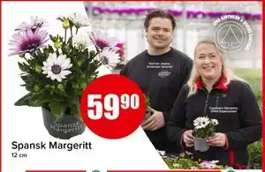 Spar Spansk Margeritt tilbud