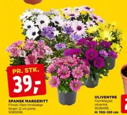 jem & fix SPANSK MARGERITT tilbud