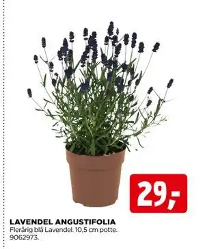 jem & fix LAVENDEL ANGUSTIFOLIA tilbud