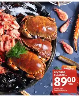 Jacobs LEVENDE BLÅSKJELL tilbud